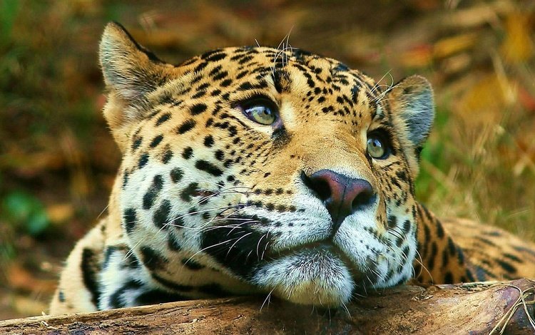 морда, животные, взгляд, леопард, большая кошка, face, animals, look, leopard, big cat