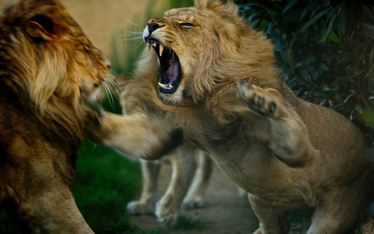 животные, львы, разборки, хищники, драка, animals, lions, showdown, predators, fight