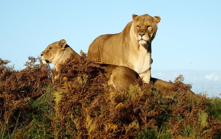 трава, животные, львы, саванна, львицы, grass, animals, lions, savannah, lioness