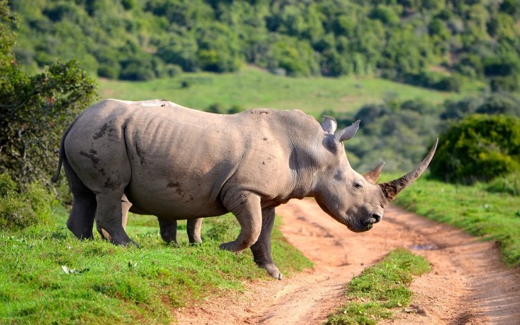 дорога, животные, носорог, рог, road, animals, rhino, horn