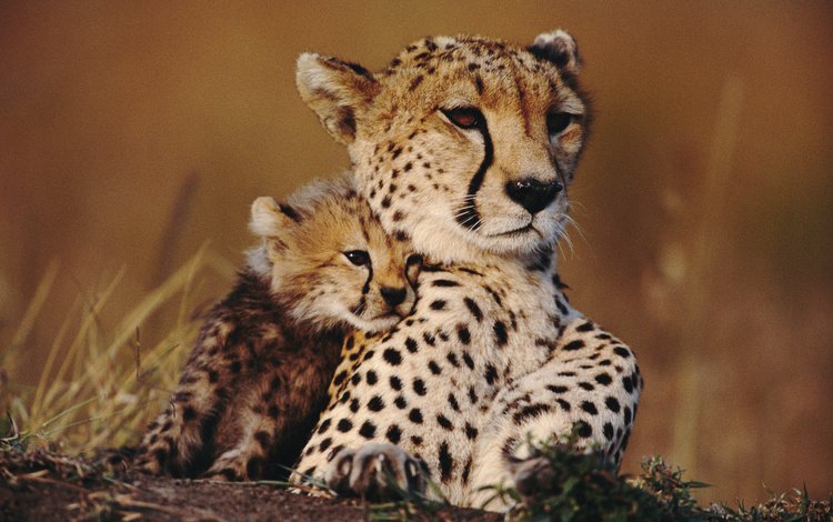 животные, гепард, савана, детеныш, гепарды, animals, cheetah, savana, cub, cheetahs