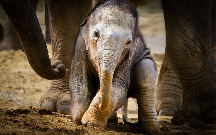 животные, слоны, детеныш, слоненок, animals, elephants, cub, elephant