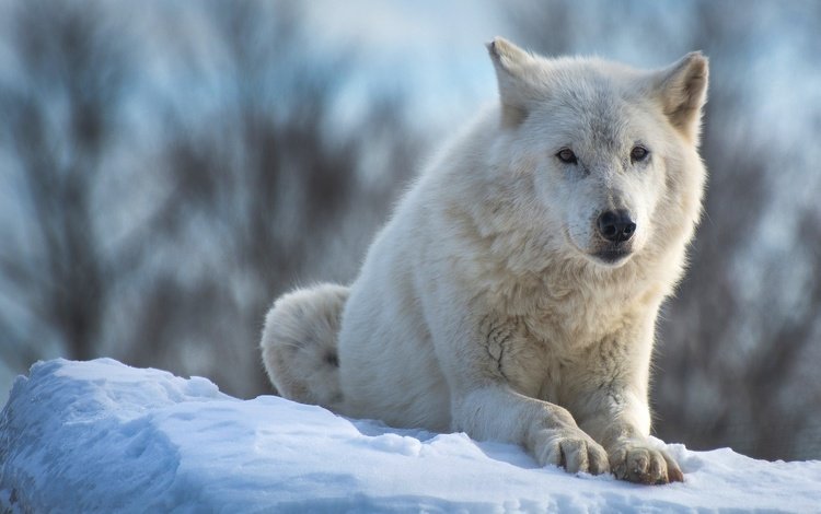 морда, волк, снег, полярный, природа, арктический волк, арктический, зима, лапы, взгляд, белый, лежит, face, wolf, snow, polar, arctic wolf, nature, arctic, winter, paws, look, white, lies
