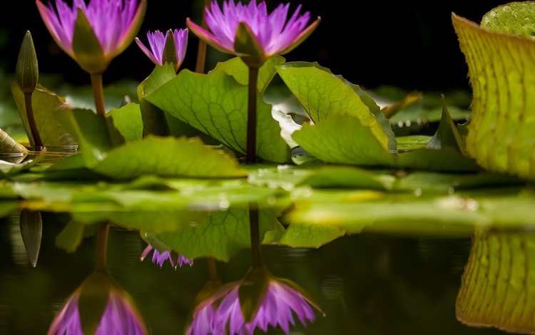 цветы, листья, отражение, лепестки, боке, кувшинки, водяная лилия, flowers, leaves, reflection, petals, bokeh, water lilies, water lily