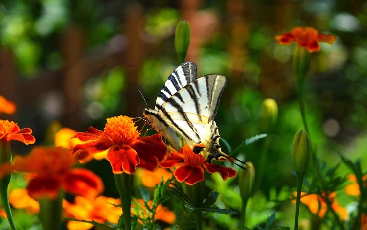 цветы, насекомое, парусник, бабочка, крылья, бархатцы, flowers, insect, sailboat, butterfly, wings, marigolds