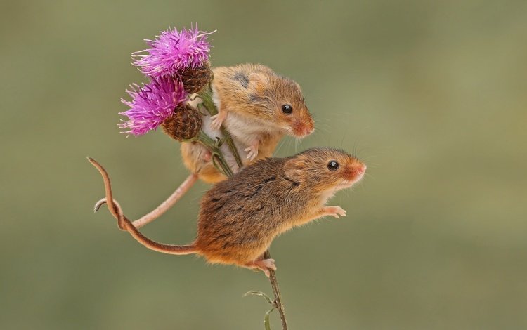 фон, парочка, грызун, мышки, harvest mouse, мышь-малютка, бодяк, background, a couple, rodent, mouse, the mouse is tiny, thistle