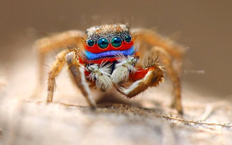 глаза, макро, насекомое, паук, волоски, лапки, eyes, macro, insect, spider, hairs, legs