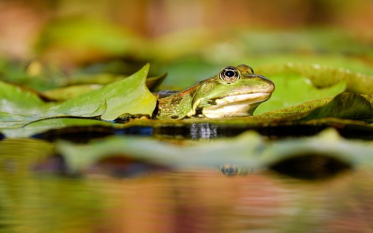 вода, природа, листья, макро, водоем, лягушка, пруд, земноводные, water, nature, leaves, macro, pond, frog, amphibians