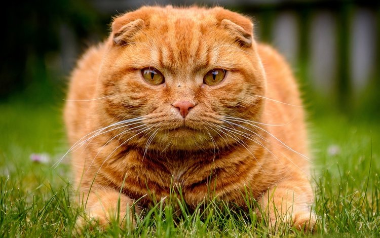 морда, трава, взгляд, рыжий кот, скоттиш-фолд, шотландская вислоухая кошка, кошка на траве, face, grass, look, red cat, scottish fold, scottish fold cat, cat on the grass