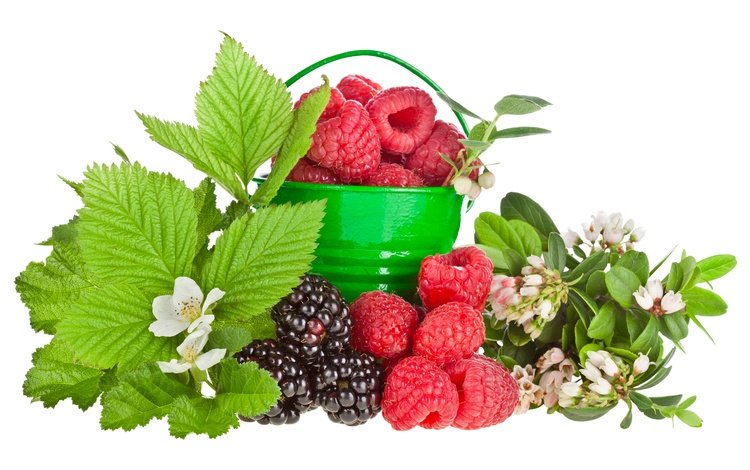 листья, малина, ягода, белый фон, цветочки, ежевика, ведерко, leaves, raspberry, berry, white background, flowers, blackberry, bucket