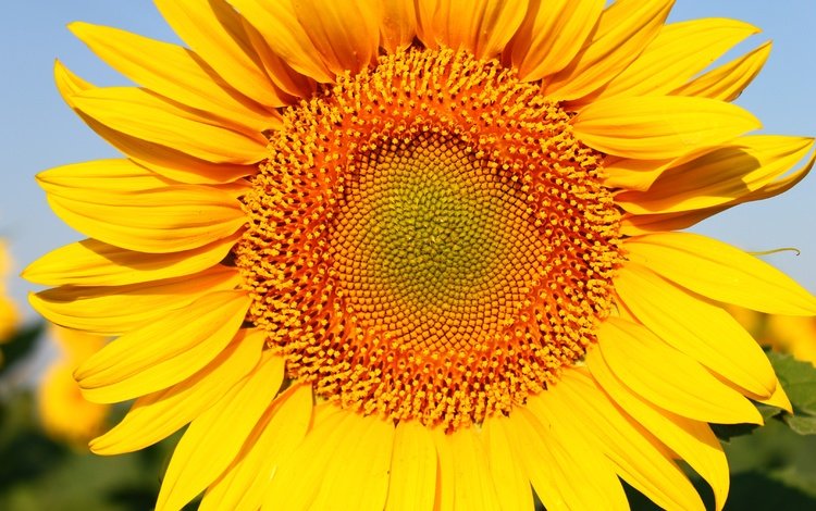 желтый, цветок, лепестки, подсолнух, яркий, yellow, flower, petals, sunflower, bright