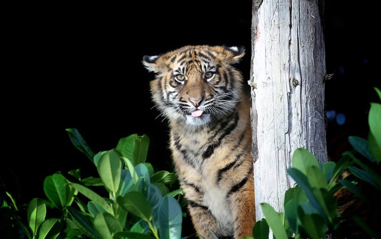 тигр, хищник, большая кошка, gary brookshaw, tiger, predator, big cat