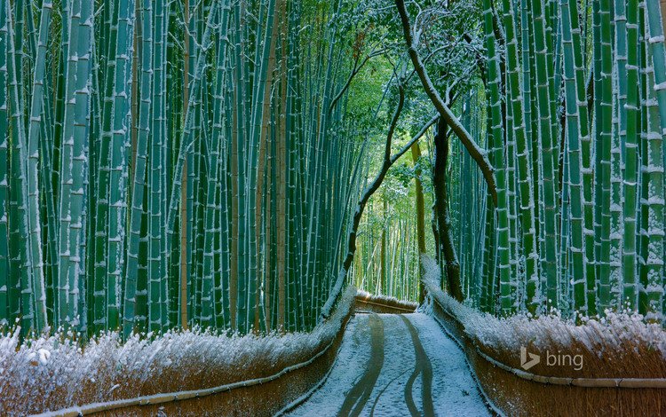 природа, лес, зима, бамбук, бамбуковый, bing, nature, forest, winter, bamboo