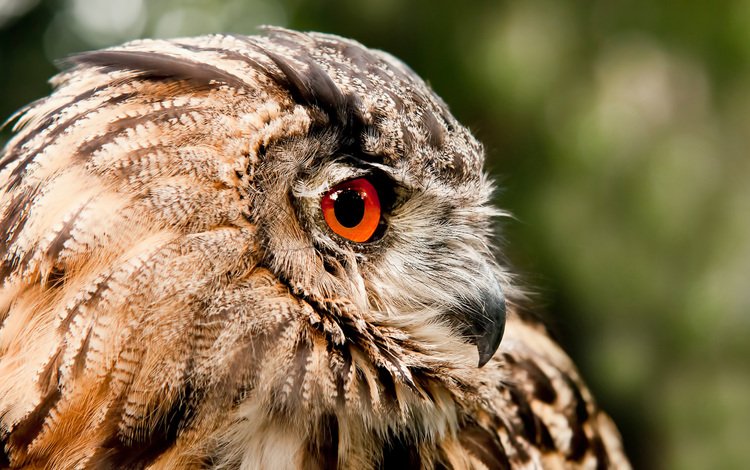 глаза, сова, хищник, птица, клюв, перья, филин, мудрая птица - сова, eyes, owl, predator, bird, beak, feathers, a wise bird - owl