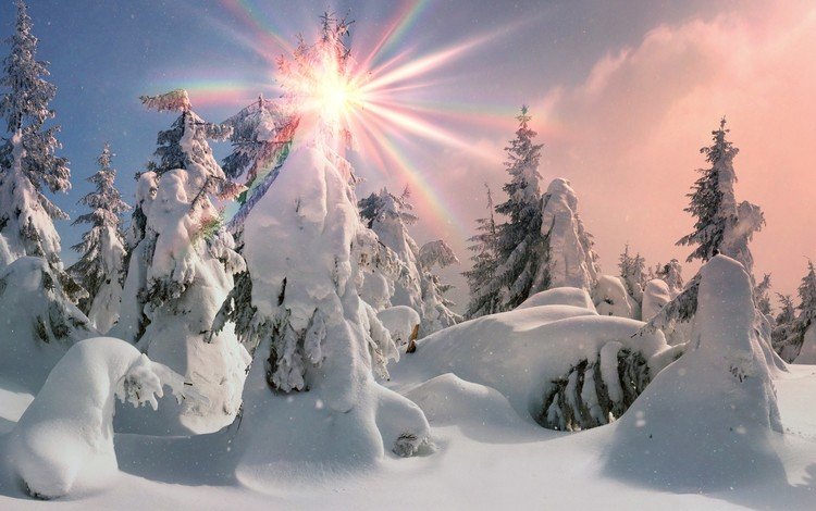 деревья, солнце, снег, природа, лес, зима, пейзаж, trees, the sun, snow, nature, forest, winter, landscape