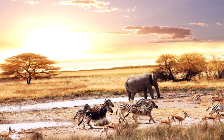 африка, слоны, саванна, зебры, антилопы, africa, elephants, savannah, zebra, antelope