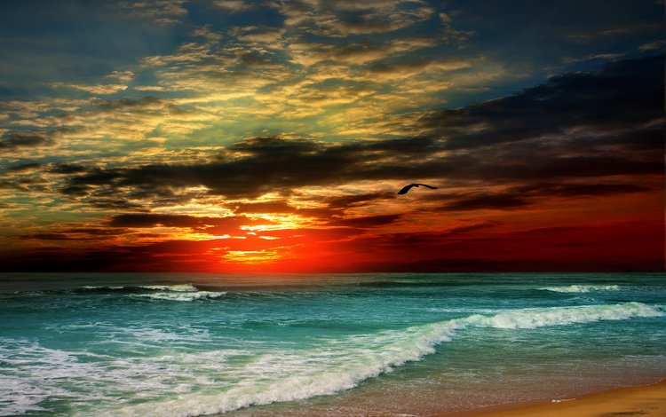 небо, птица, облака, тропики, берег, волны, закат, море, песок, пляж, the sky, bird, clouds, tropics, shore, wave, sunset, sea, sand, beach