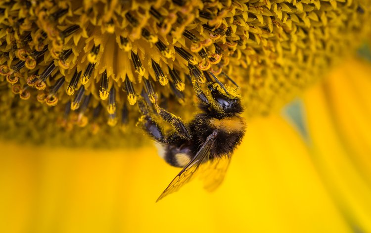 макро, насекомое, цветок, подсолнух, пчела, пыльца, шмель, macro, insect, flower, sunflower, bee, pollen, bumblebee