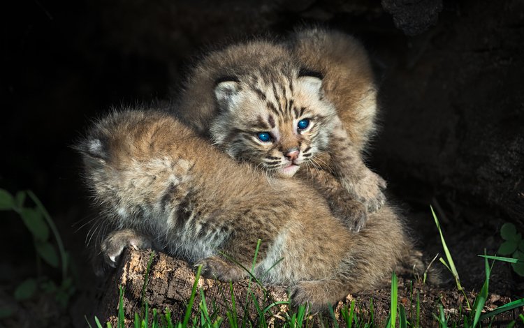 рысь, котенок, голубые глаза, двое, детеныши, рыси, дикие кошки, lynx, kitty, blue eyes, two, cubs, wild cats