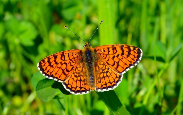 трава, насекомое, бабочка, крылья, размытость, grass, insect, butterfly, wings, blur