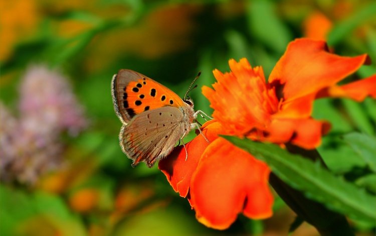 цветы, макро, насекомое, бабочка, крылья, размытость, flowers, macro, insect, butterfly, wings, blur
