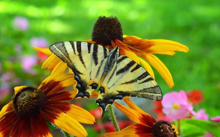 цветы, насекомое, бабочка, крылья, рудбекия, flowers, insect, butterfly, wings, rudbeckia