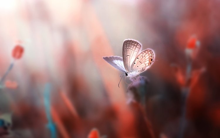 цветы, насекомое, фон, бабочка, крылья, размытость, flowers, insect, background, butterfly, wings, blur