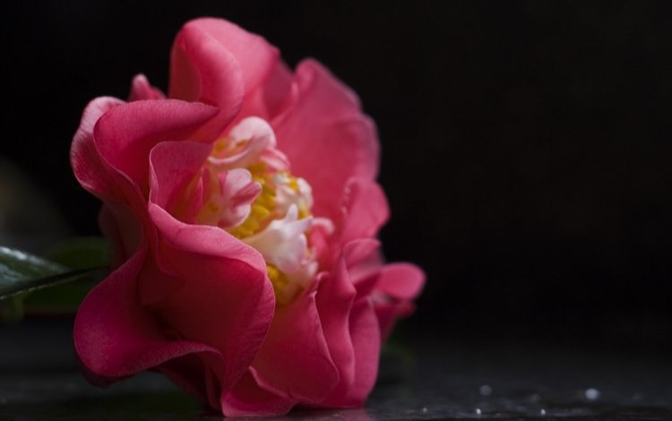 камелия, camellia