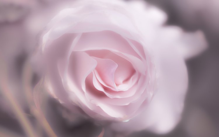 цветок, роза, лепестки, 60, пинк, flower, rose, petals, pink