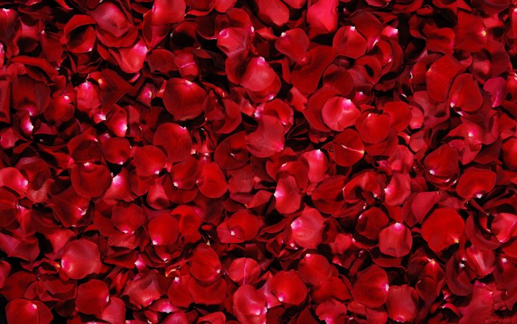 фон, розы, лепестки, красные, background, roses, petals, red