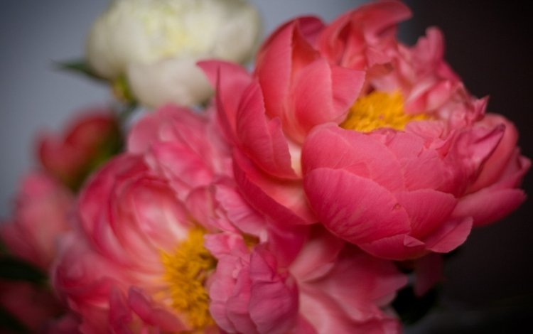 цветы, лепестки, розовые, пионы, flowers, petals, pink, peonies