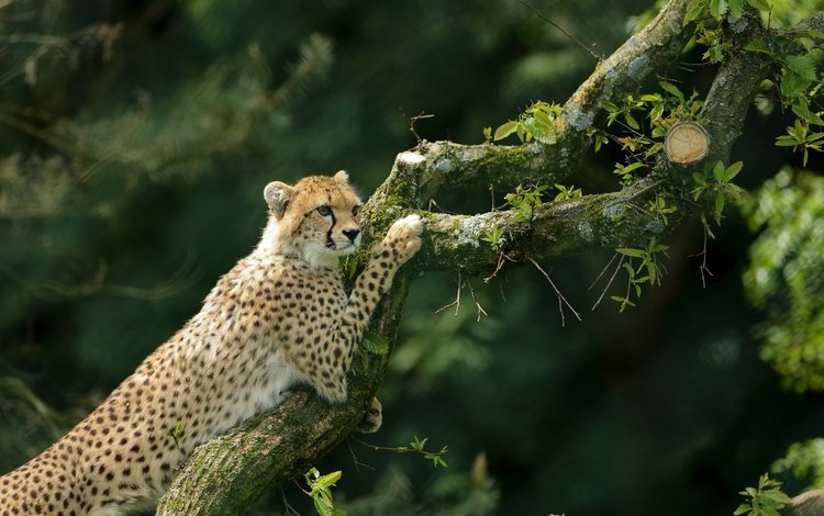дерево, гепард, дикая кошка, tree, cheetah, wild cat
