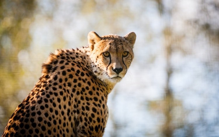 глаза, морда, взгляд, размытость, хищник, большая кошка, гепард, eyes, face, look, blur, predator, big cat, cheetah