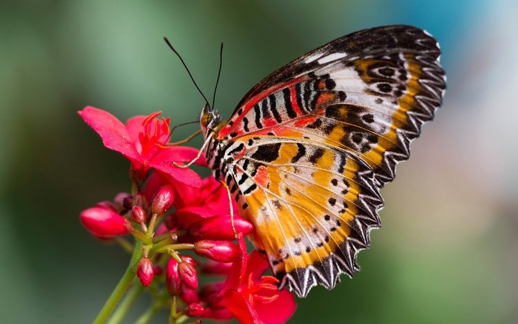 насекомое, цветок, бабочка, крылья, мотылек, cethosia hypsea, insect, flower, butterfly, wings, moth