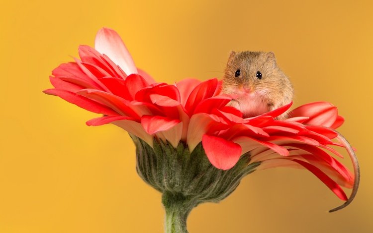 цветок, мышь, мышка, мышонок, хвостик, гербера, flower, mouse, ponytail, gerbera