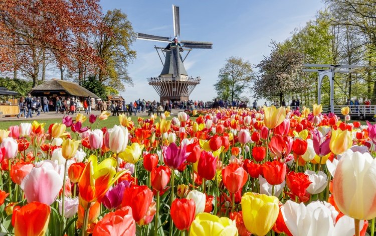 цветы, нидерланды, деревья, народ, keukenhof, солнце, парк, люди, разноцветные, мельница, тюльпаны, flowers, netherlands, trees, the sun, park, people, colorful, mill, tulips