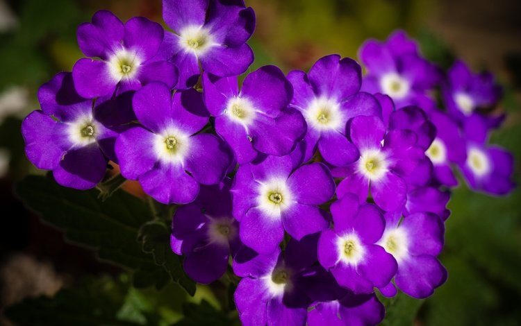 цветы, лепестки, фиолетовые, вербена, flowers, petals, purple, verbena