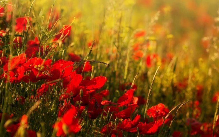 цветы, поле, лето, красные, маки, размытость, flowers, field, summer, red, maki, blur