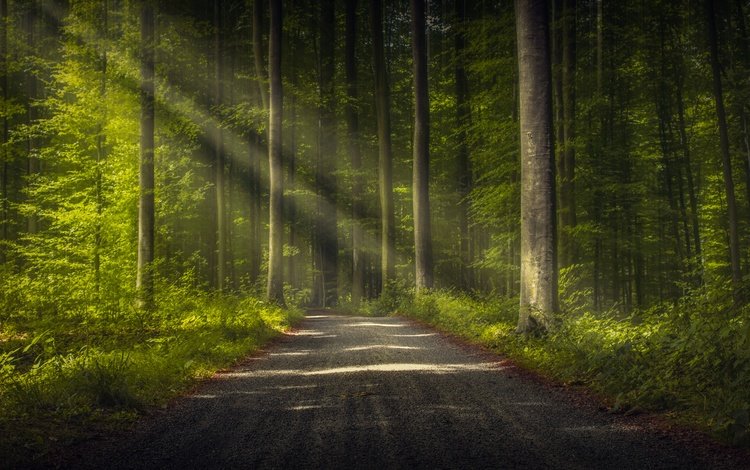 дорога, деревья, лес, стволы, лучи света, road, trees, forest, trunks, rays of light