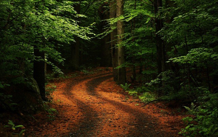 дорога, деревья, природа, зелень, лес, поворот, road, trees, nature, greens, forest, turn