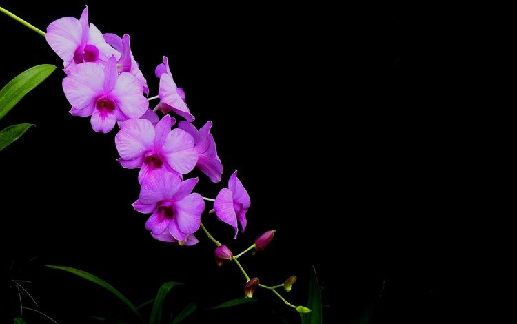 цветы, фон, лепестки, черный фон, орхидея, соцветие, flowers, background, petals, black background, orchid, inflorescence