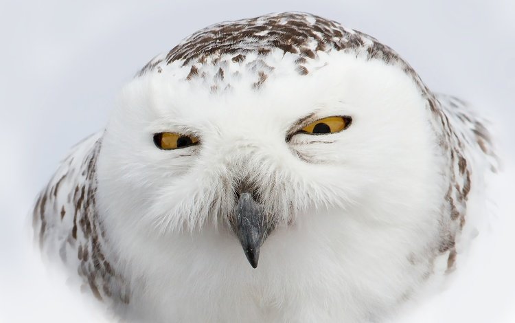 глаза, сова, взгляд, птица, клюв, перья, полярная сова, белая сова, eyes, owl, look, bird, beak, feathers, snowy owl, white owl