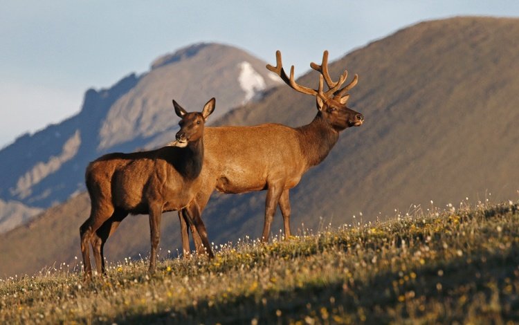 горы, природа, рога, олени, олень благородный, вапити, mountains, nature, horns, deer, wapiti