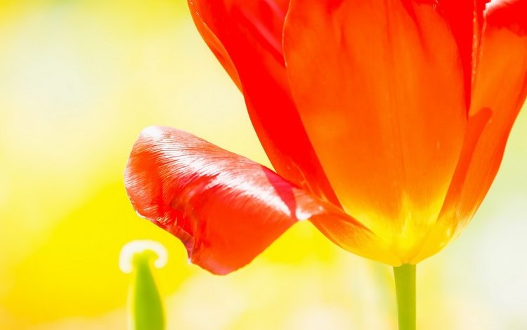 макро, цветок, лепестки, бутон, тюльпан, macro, flower, petals, bud, tulip