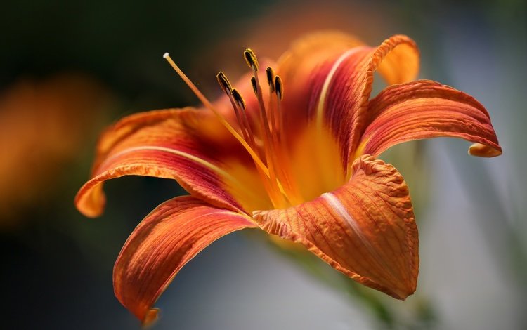 макро, цветок, лепестки, лилейник, macro, flower, petals, daylilies