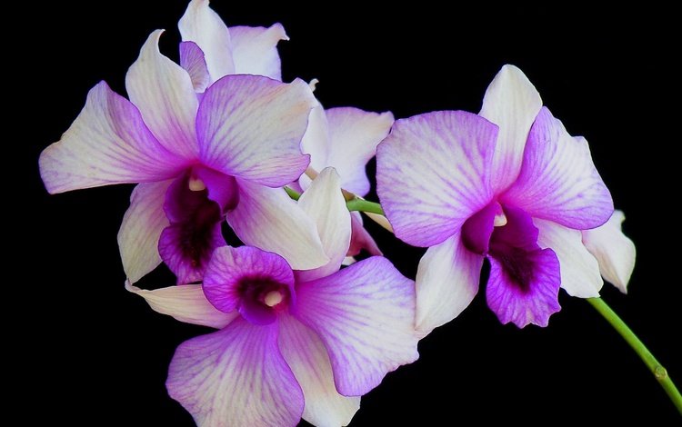 цветы, макро, фон, лепестки, черный фон, орхидея, flowers, macro, background, petals, black background, orchid