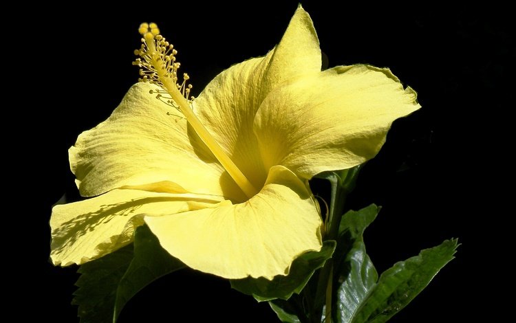 желтый, макро, цветок, лепестки, черный фон, гибискус, yellow, macro, flower, petals, black background, hibiscus
