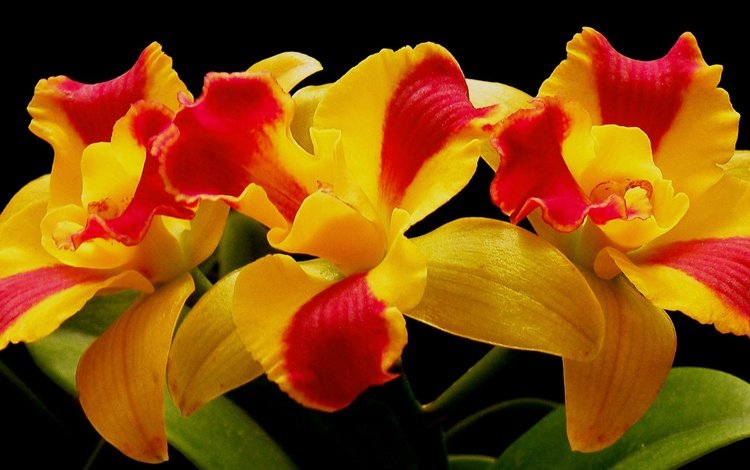 цветы, макро, лепестки, орхидея, соцветие, flowers, macro, petals, orchid, inflorescence