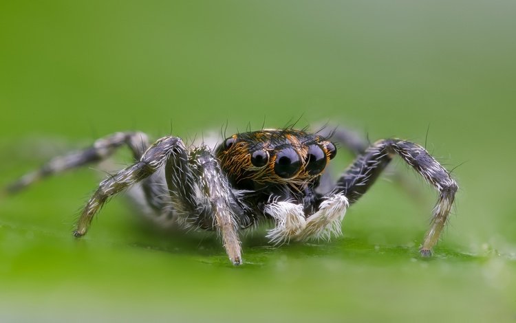 глаза, макро, насекомое, паук, волоски, лапки, боке, eyes, macro, insect, spider, hairs, legs, bokeh