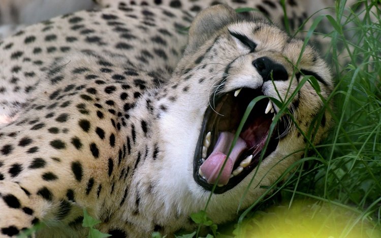 морда, трава, взгляд, хищник, пасть, гепард, зевает, дикая кошка, face, grass, look, predator, mouth, cheetah, yawns, wild cat